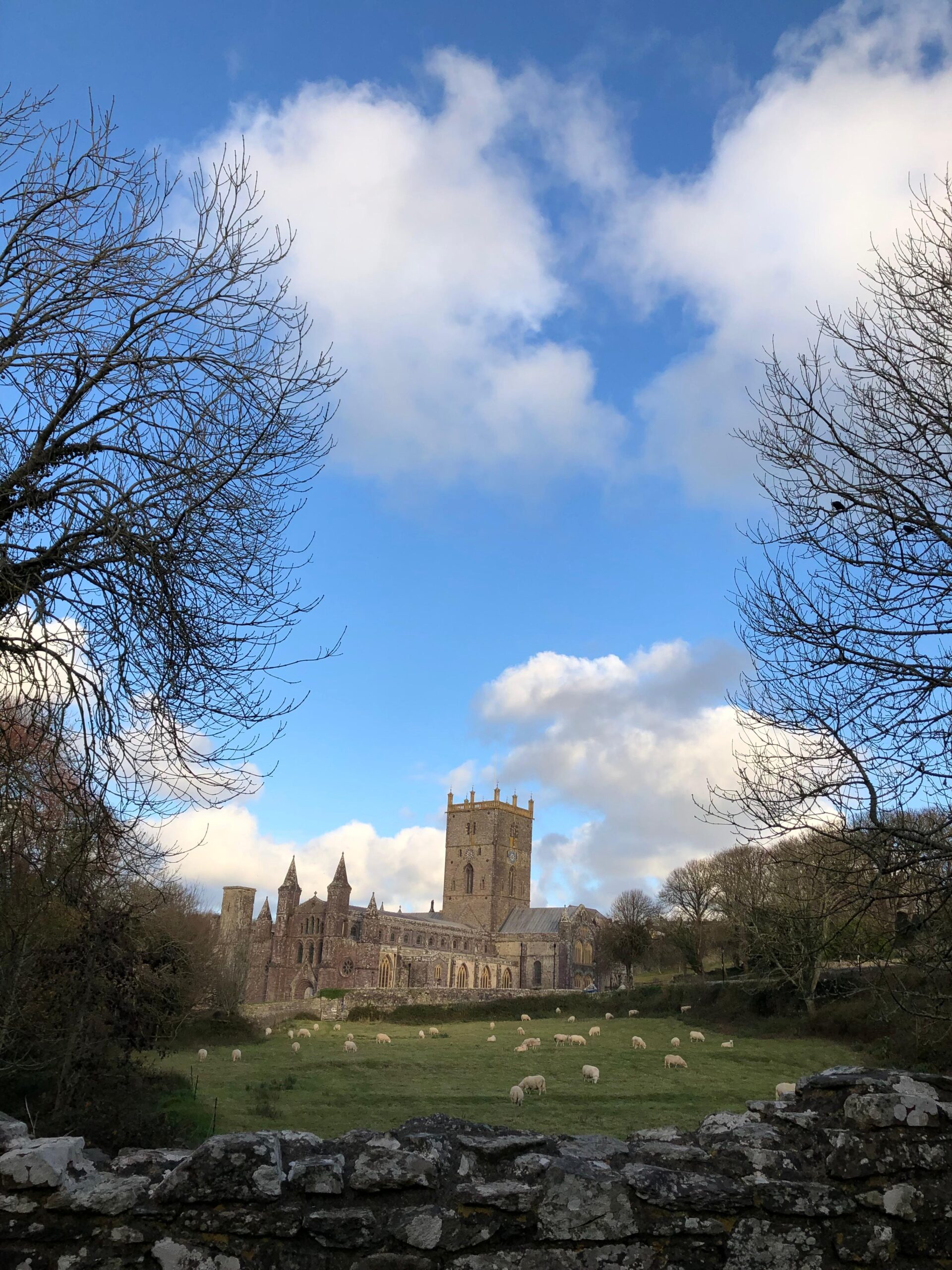 Cathedaral with sheep