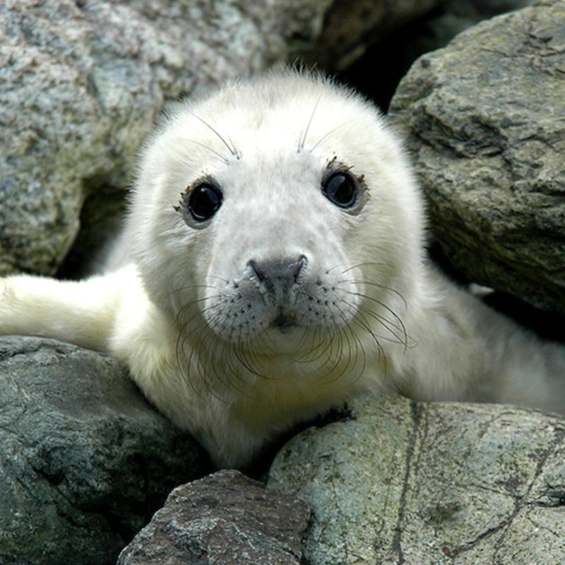 baby seal